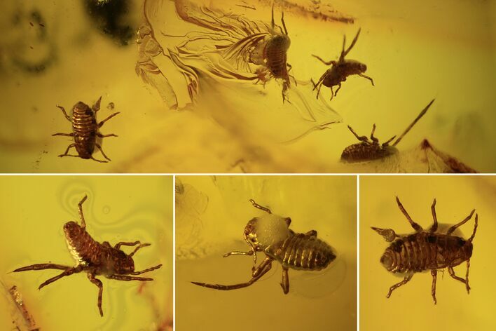 Several Fossil Aphids (Sternorrhyncha) In Baltic Amber #87199